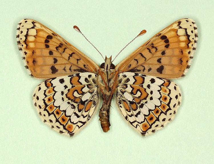 Melitaea cinxia male (aberrant form semijubilaris, verso) (Internet Image property of respective owner, non-commercial use only)